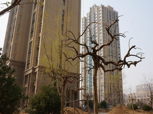 实景图